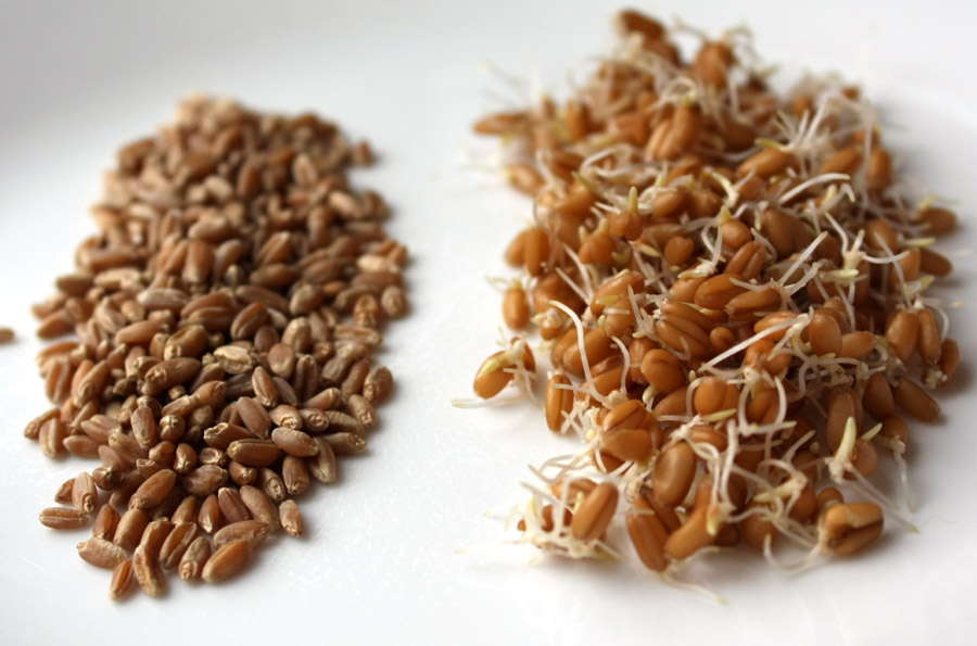 Пророщенная пшеница, польза и вред употребления, как принимать