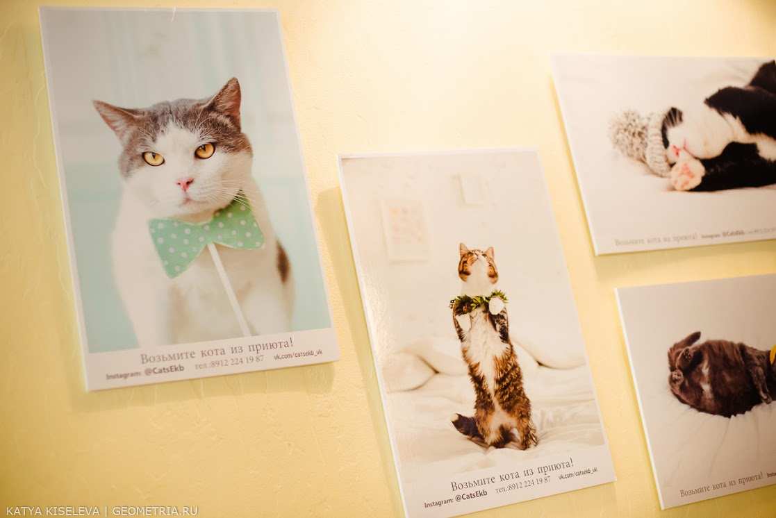 Ресторан Теплые коты Екатеринбург