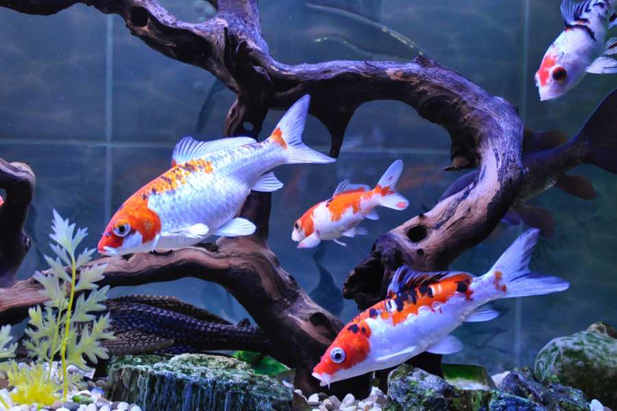 Ресторан Тоехара Южно-Сахалинск