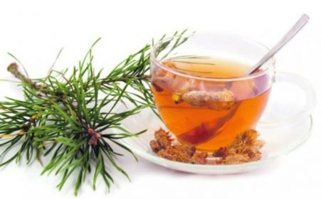 Чай с кедровыми шишками рецепт польза и вред влияние на жкт