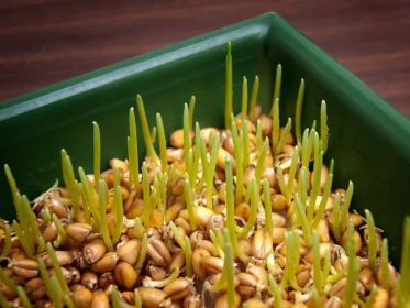 Пророщенная пшеница для похудения, как правильно применять и употреблять, рецепты