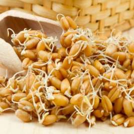 Пророщенная пшеница, польза и вред