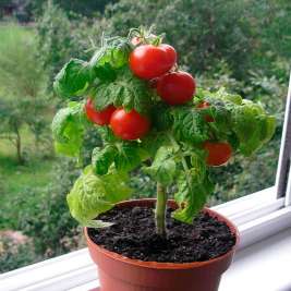 Как вырастить помидоры черри на подоконнике