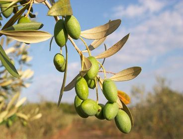 Польза и вред маринованных зеленых оливок в банке для организма человека