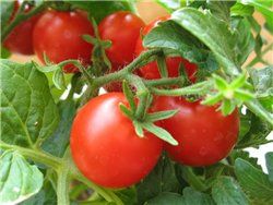 Почему помидоры нельзя хранить в холодильнике, где их хранят