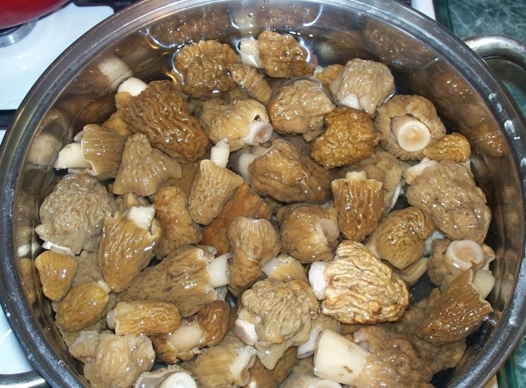 Лейпцигская грибная солянка