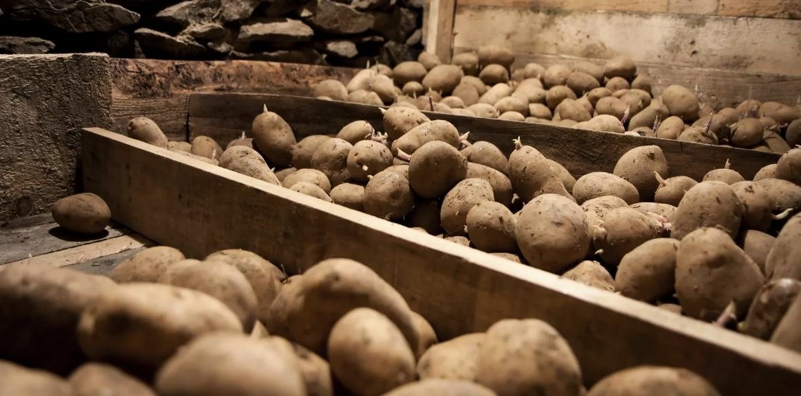 Как правильно хранить картофель в погребе квартире зимой