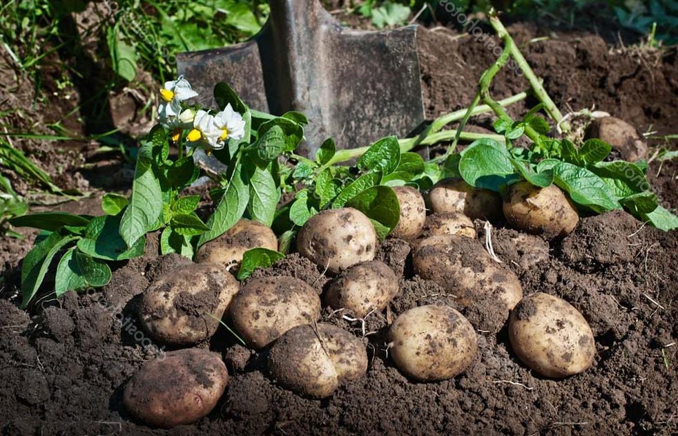как хранить картофель