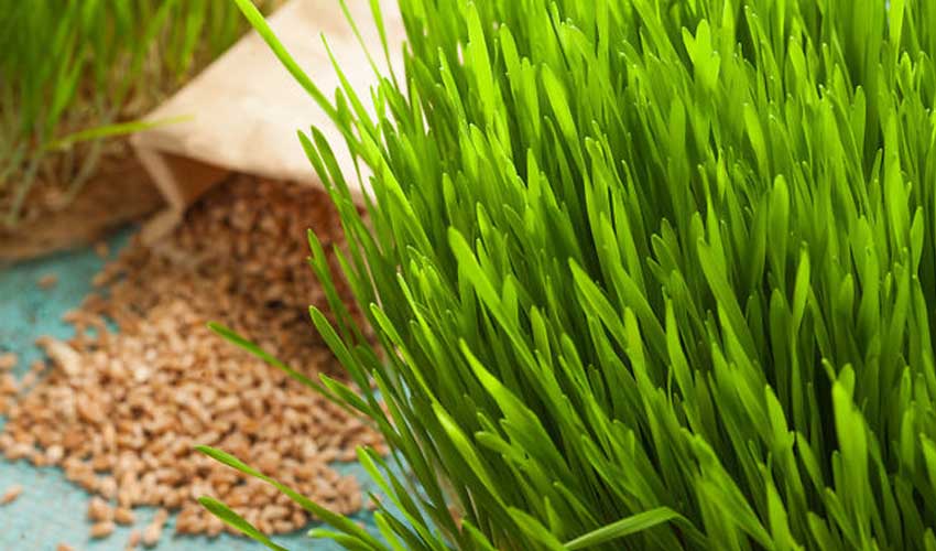 Как сделать пророщенную пшеницу в домашних условиях, как употреблять в пищу