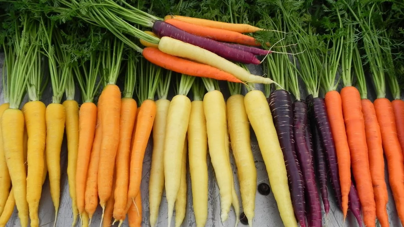 Интересные факты про морковь, чем полезна морковь, ученые о моркови, легенды о моркови